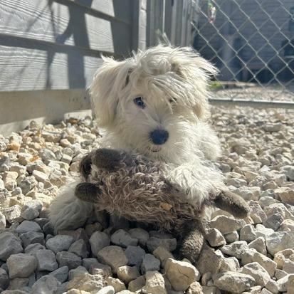 Enlarge Teddy, a Adoptable mixed breed in St. Louis, MO image 1/2