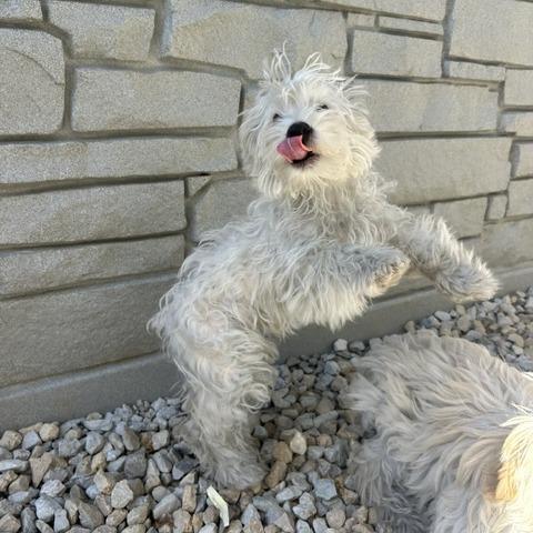 Enlarge Teddy, a Adoptable mixed breed in St. Louis, MO image 2/2