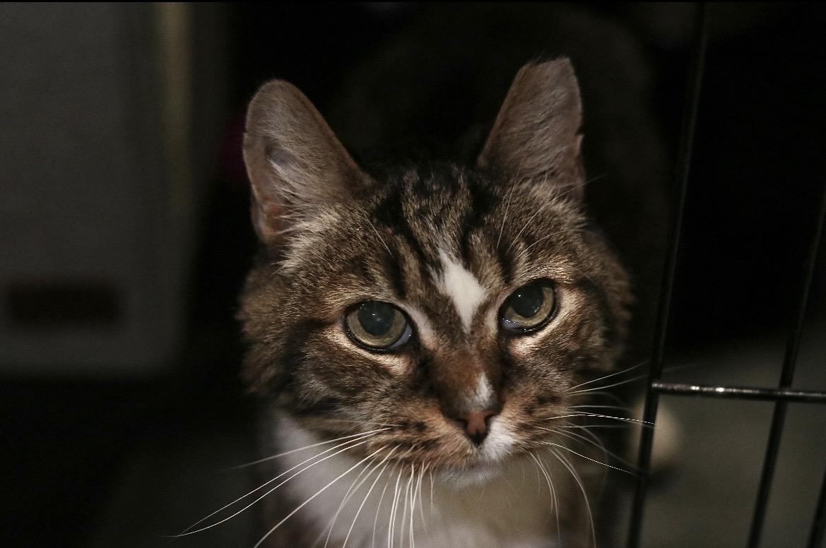 Claus, Adoptable, Senior Male Domestic Medium Hair.