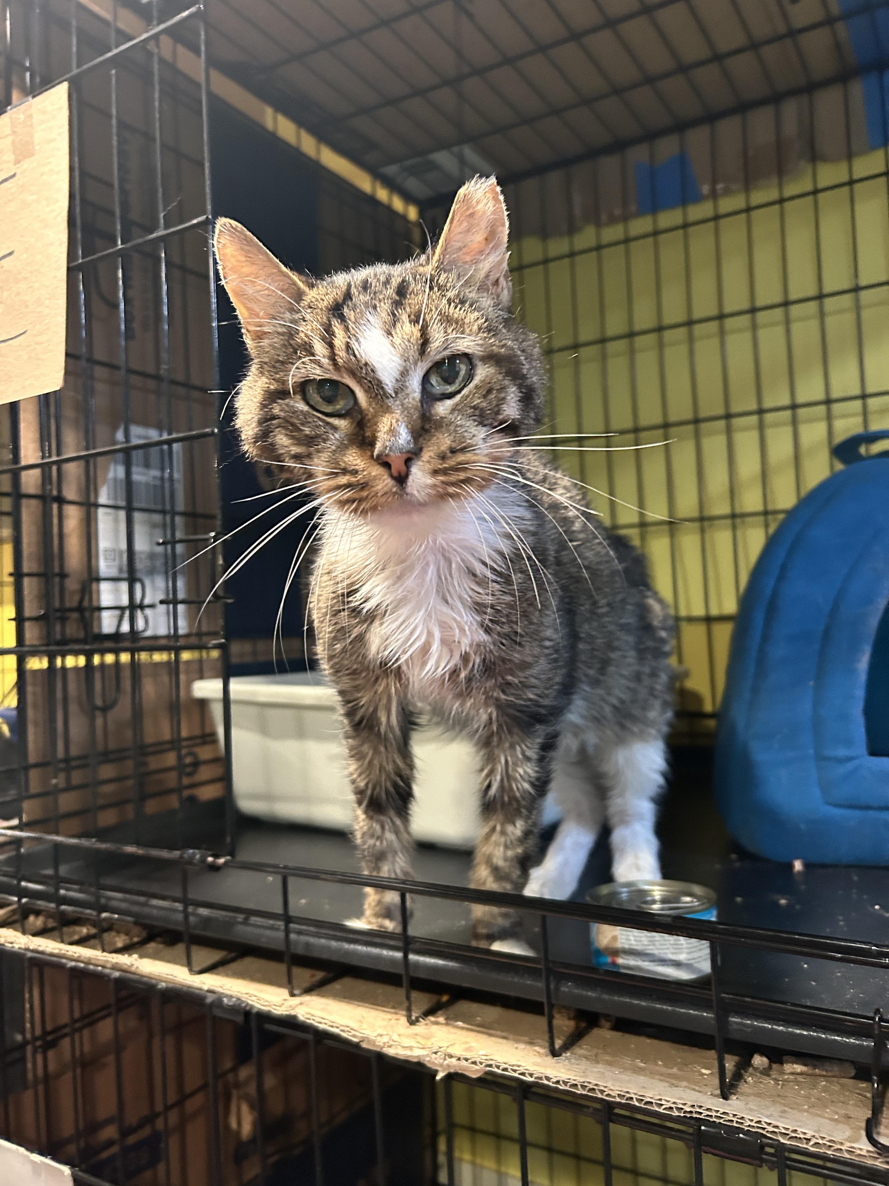 Enlarge Clause, a Adoptable mixed breed in Havertown, PA image 1/6