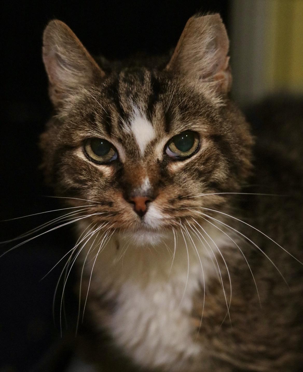 Enlarge Claus, a Adoptable mixed breed in Havertown, PA image 3/6