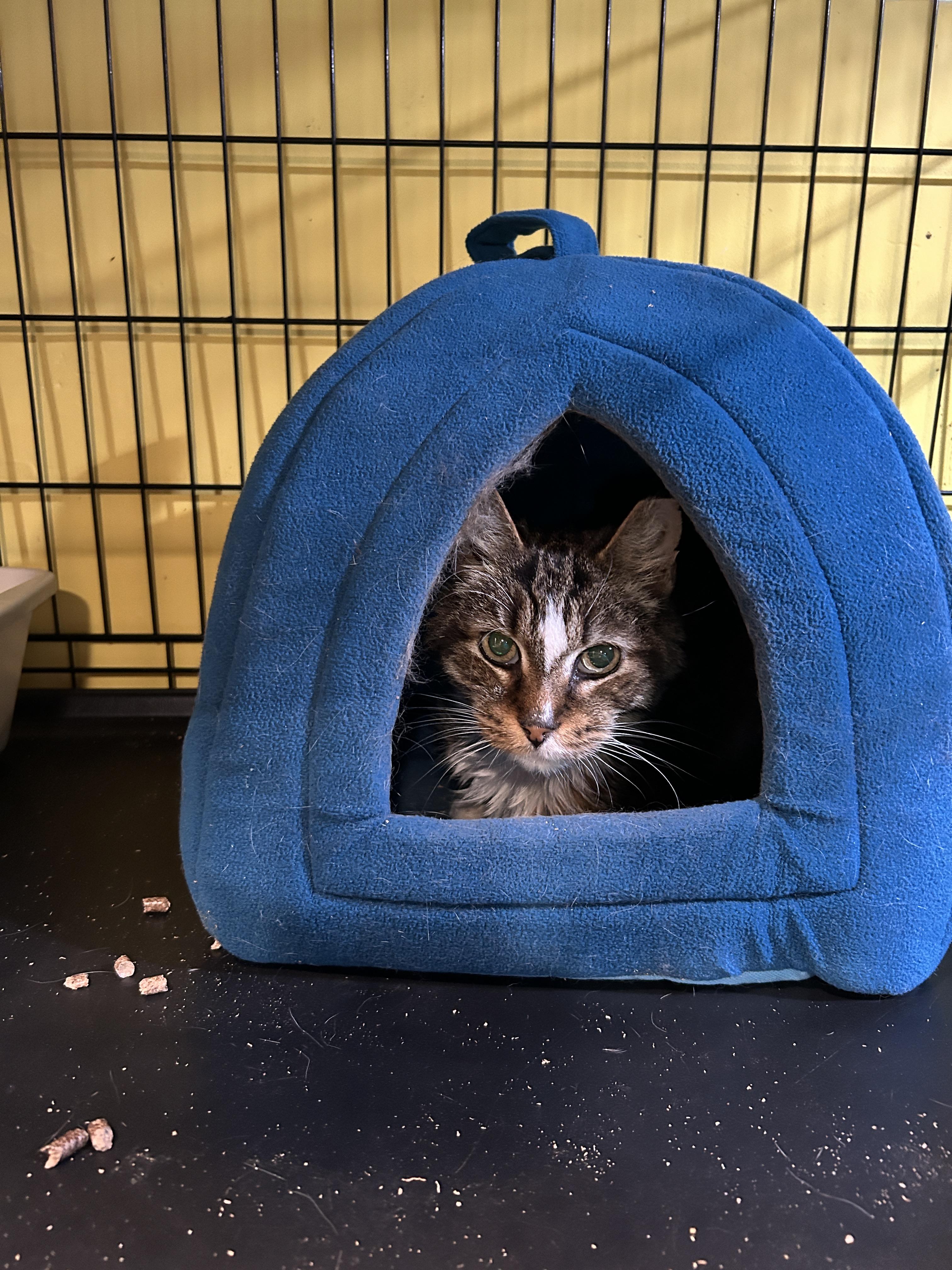 Enlarge Clause, a Adoptable mixed breed in Havertown, PA image 2/6