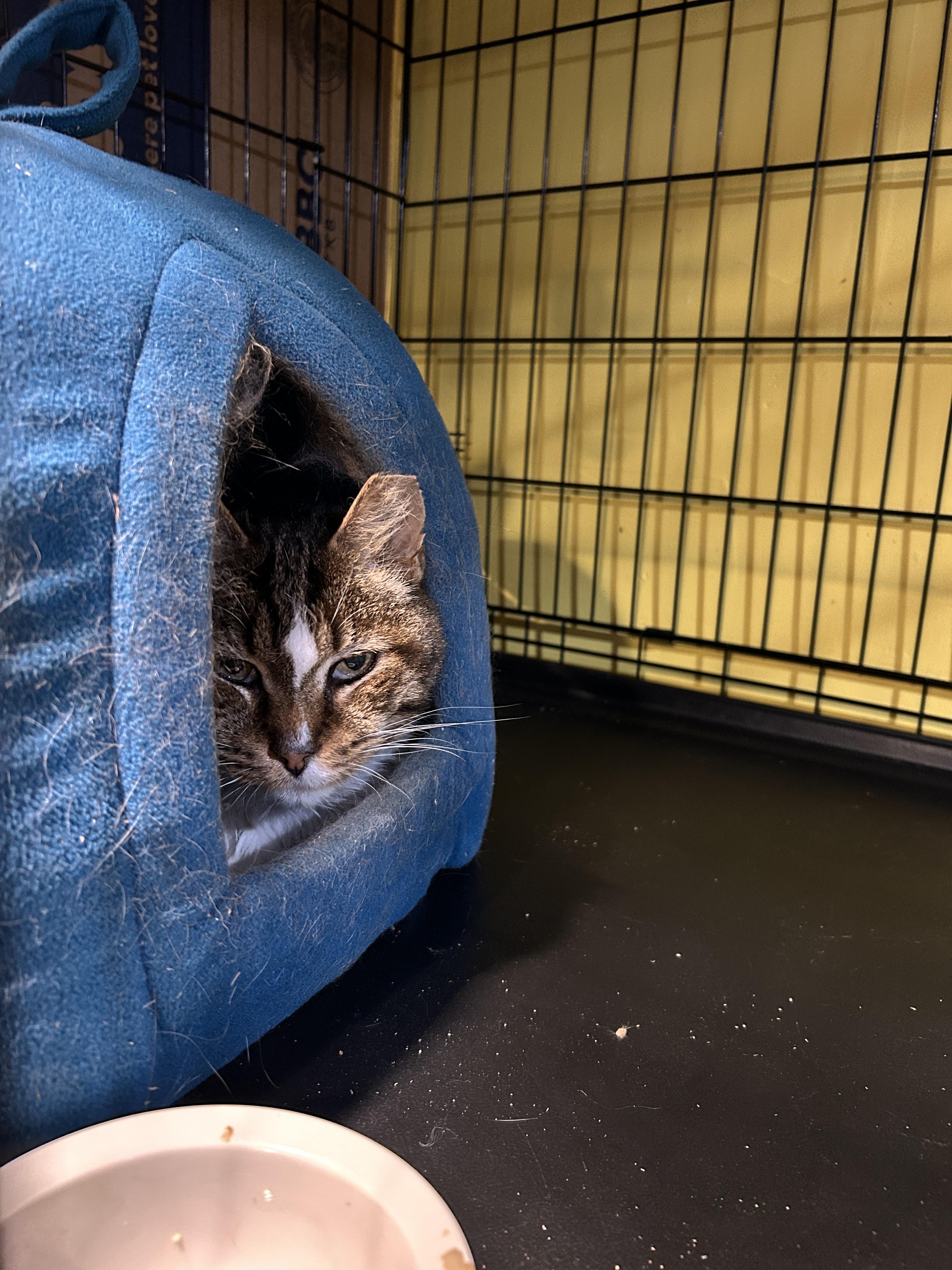 Enlarge Clause, a Adoptable mixed breed in Havertown, PA image 3/6