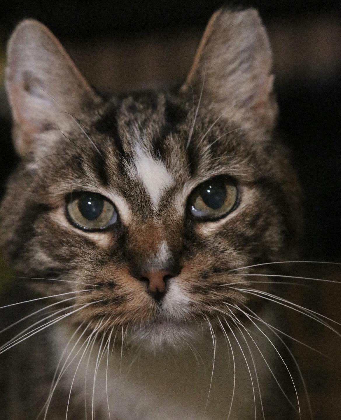 Enlarge Claus, a Adoptable mixed breed in Havertown, PA image 6/6