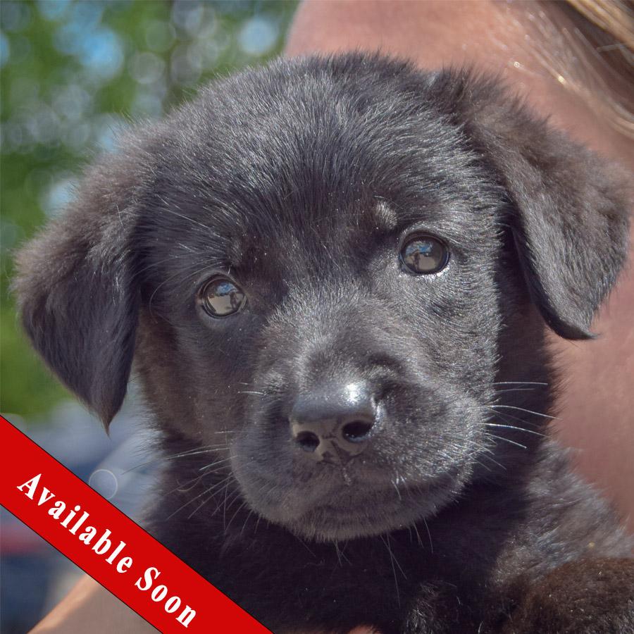 Chedda, Baby Female Black Labrador Retriever