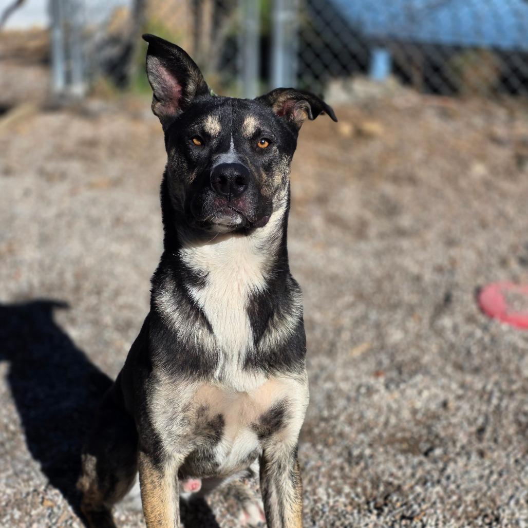 Enlarge Romeo, a Adoptable mixed breed in Mount Shasta, CA image 1/6
