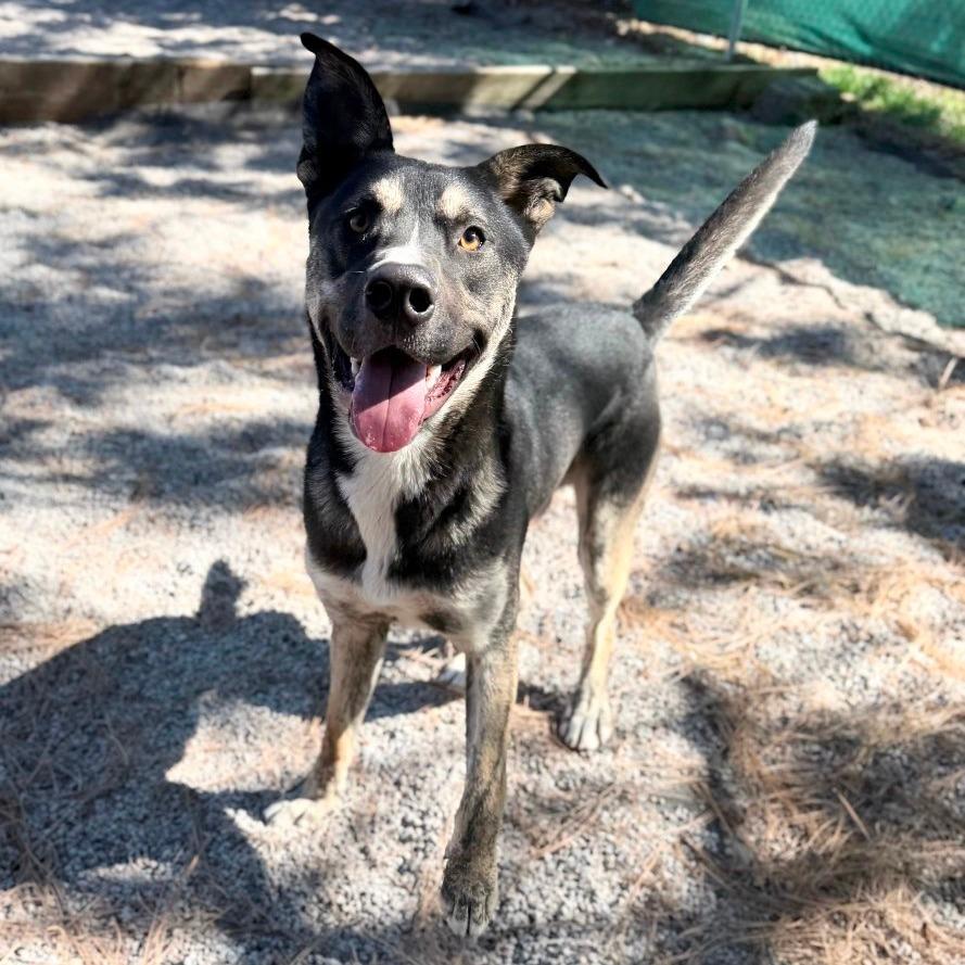Enlarge Romeo, a Adoptable mixed breed in Mount Shasta, CA image 2/6