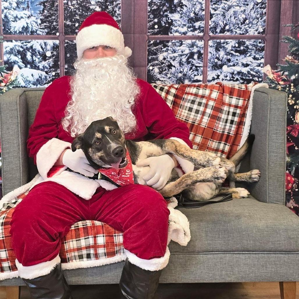 Enlarge Romeo, a Adoptable mixed breed in Mount Shasta, CA image 1/2