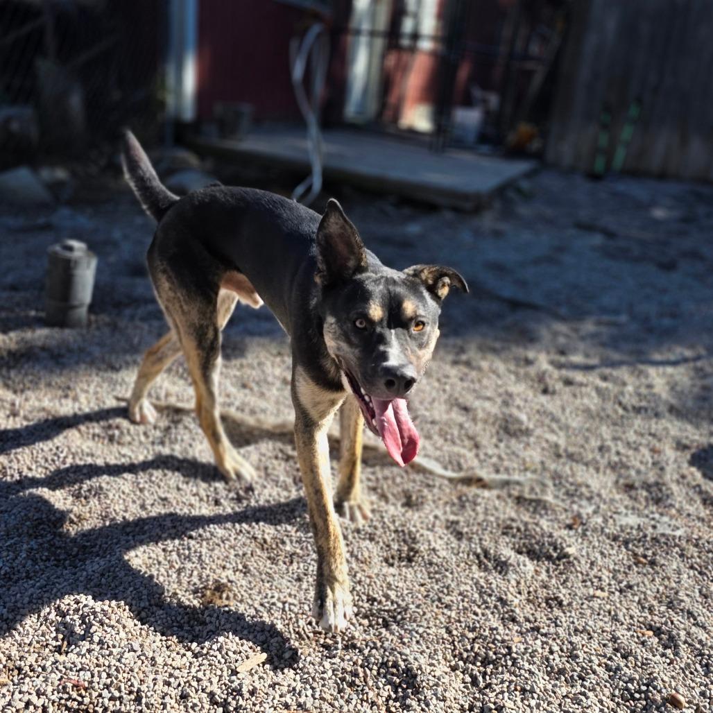 Enlarge Romeo, a Adoptable mixed breed in Mount Shasta, CA image 3/6