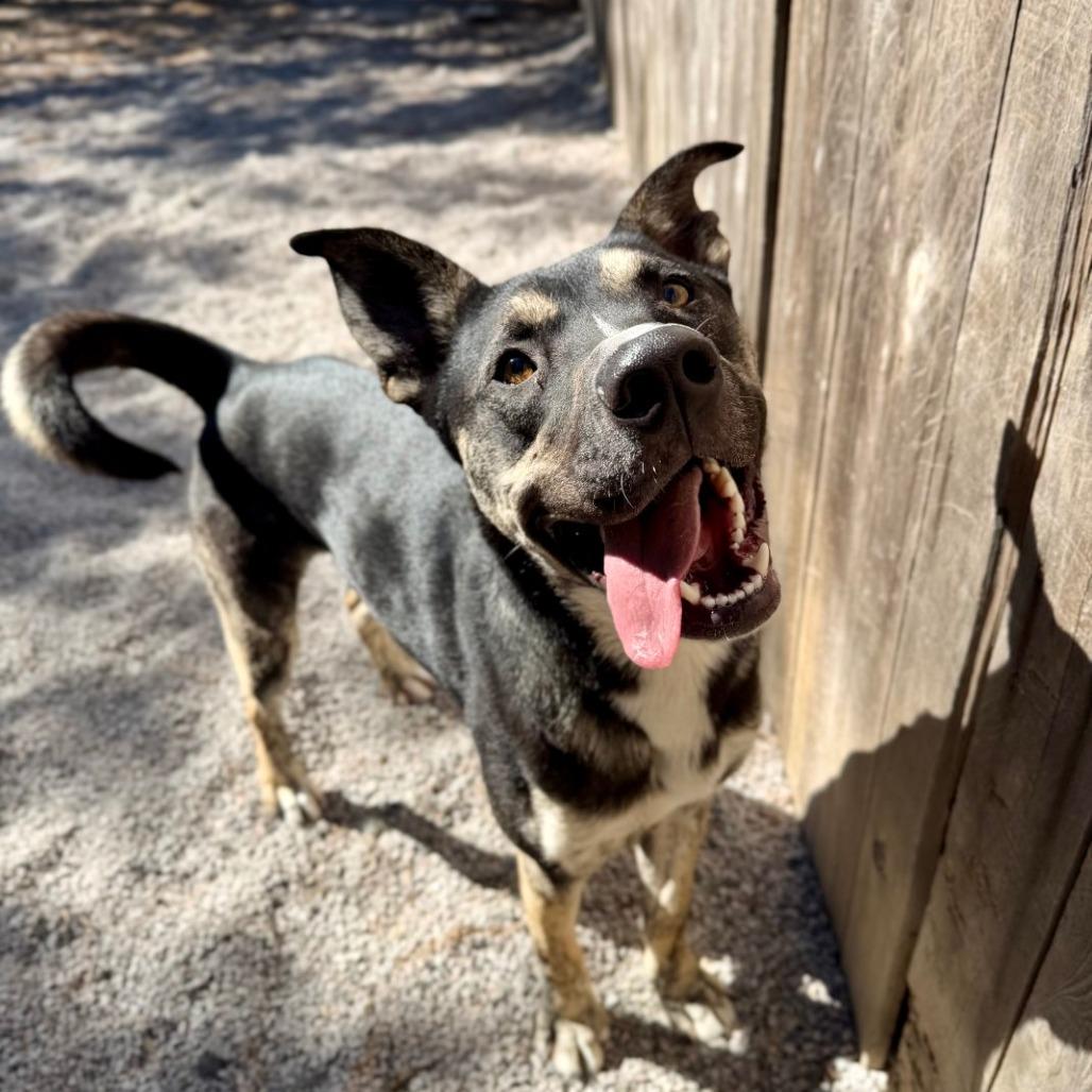 Enlarge Romeo, a Adoptable mixed breed in Mount Shasta, CA image 5/6