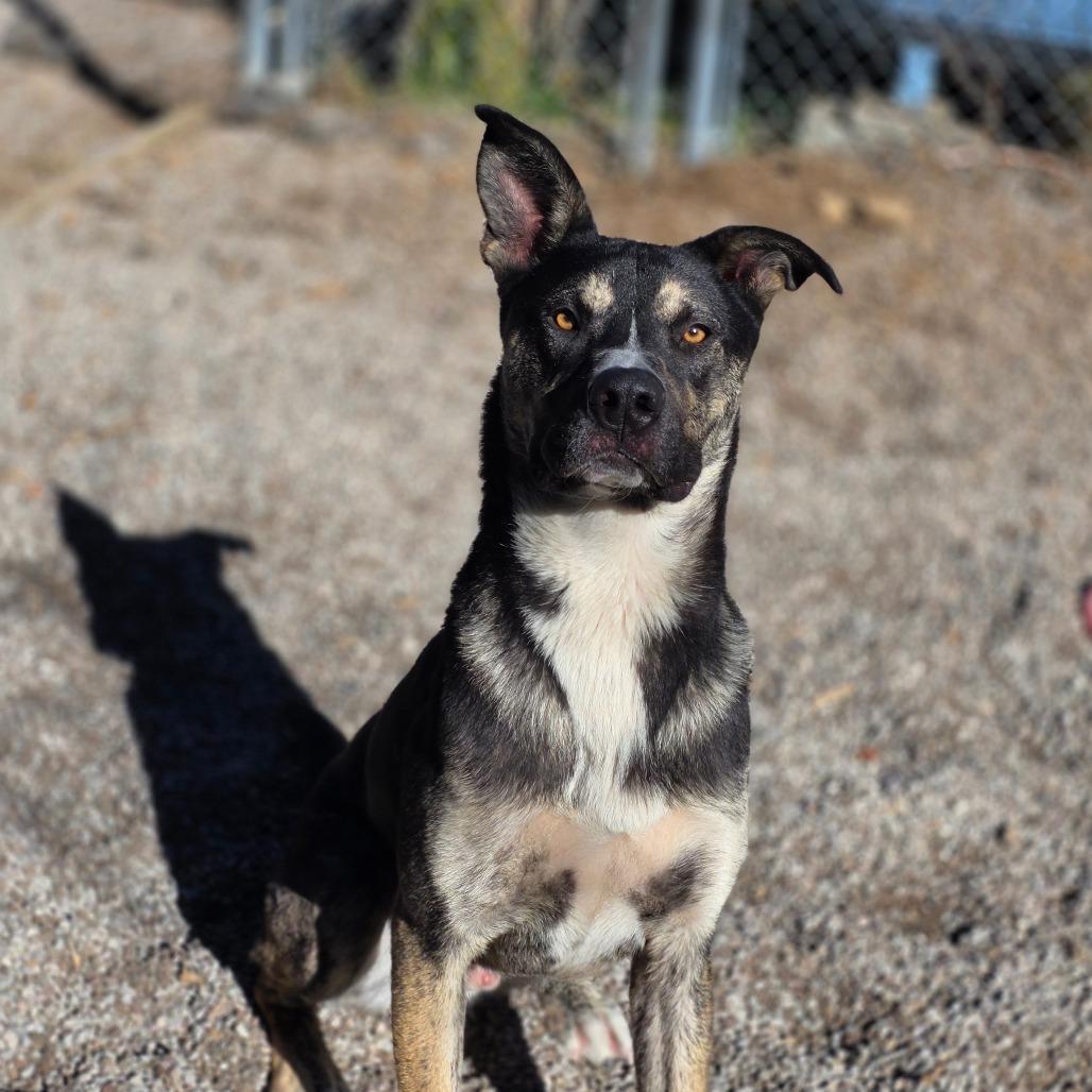 Enlarge Romeo, a Adoptable mixed breed in Mount Shasta, CA image 6/6