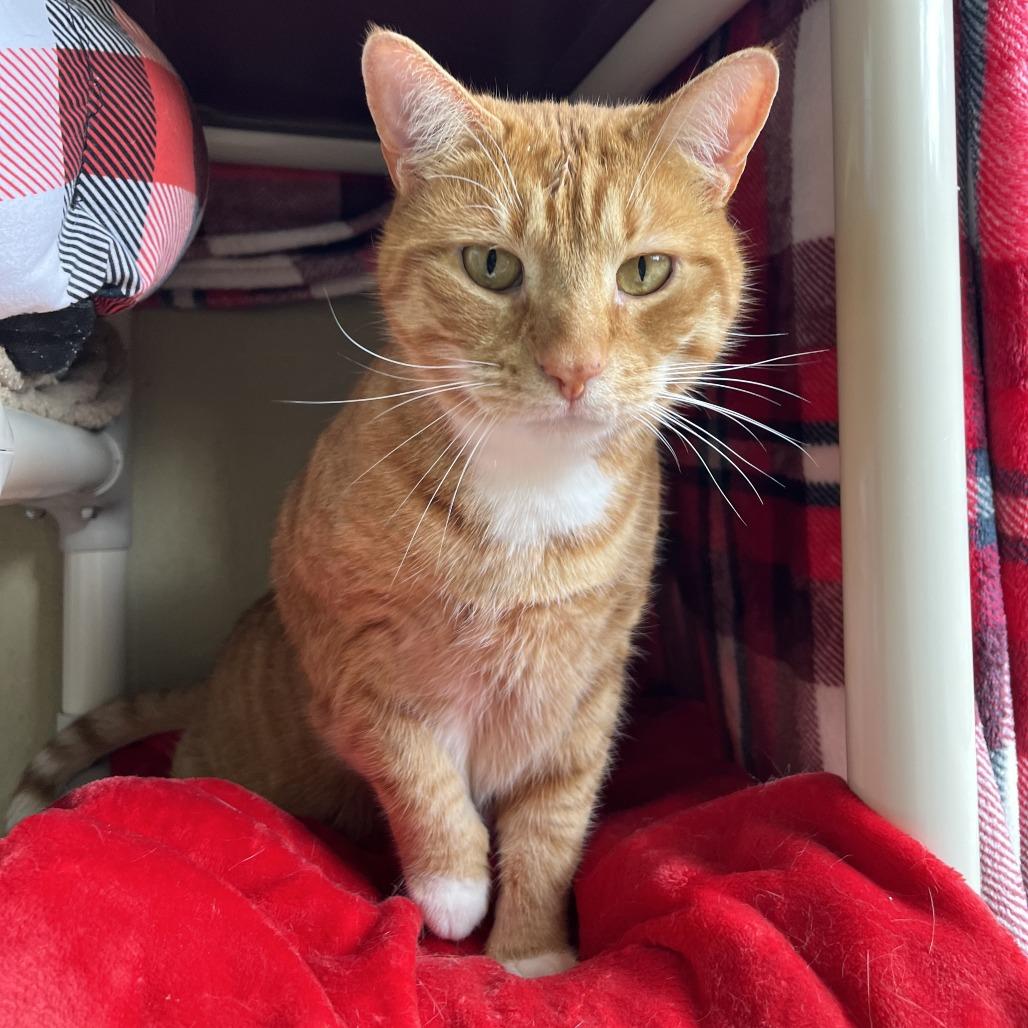MILO, Adoptable, Adult Male Domestic Medium Hair & Domestic Medium Hair.