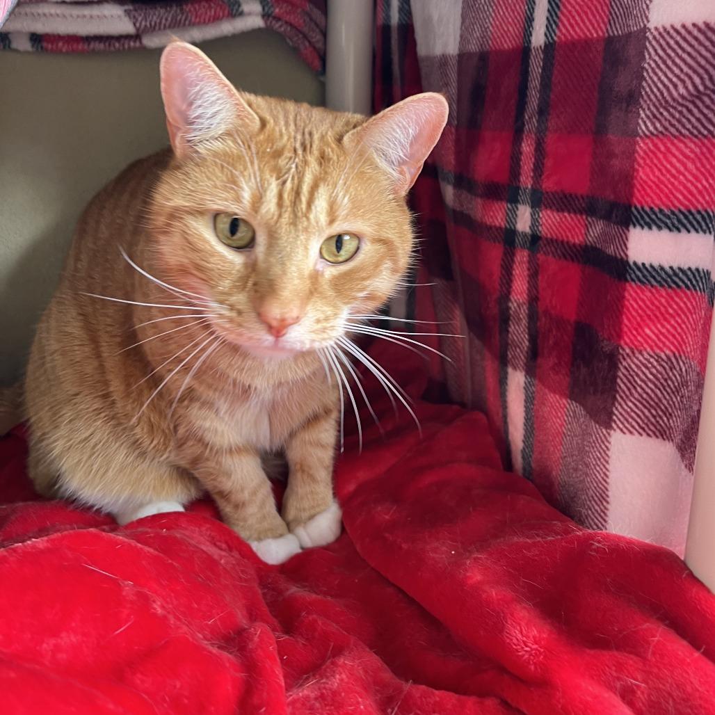 Enlarge MILO, a Adoptable mixed breed in Kyle, TX image 2/6