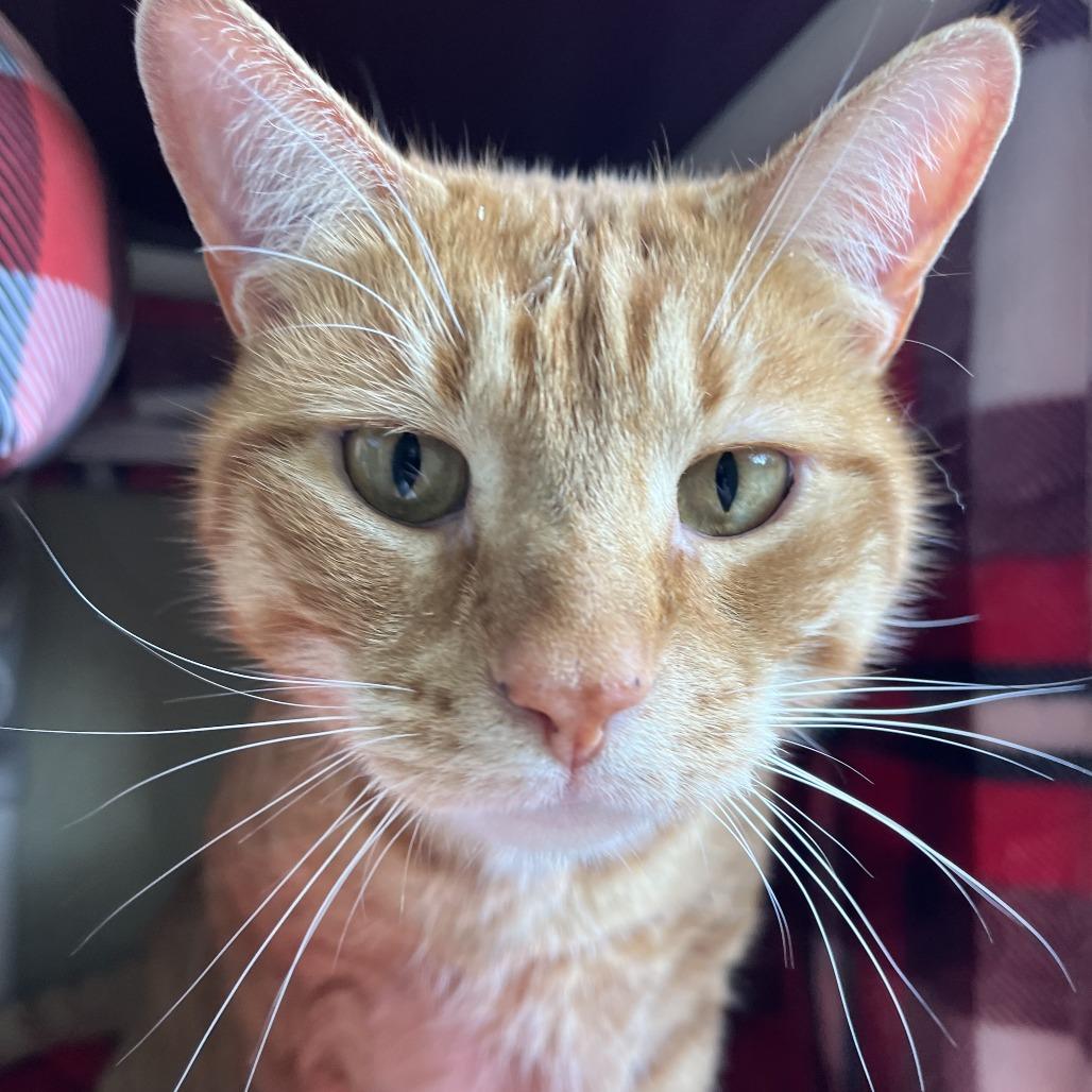 Enlarge MILO, a Adoptable mixed breed in Kyle, TX image 3/6