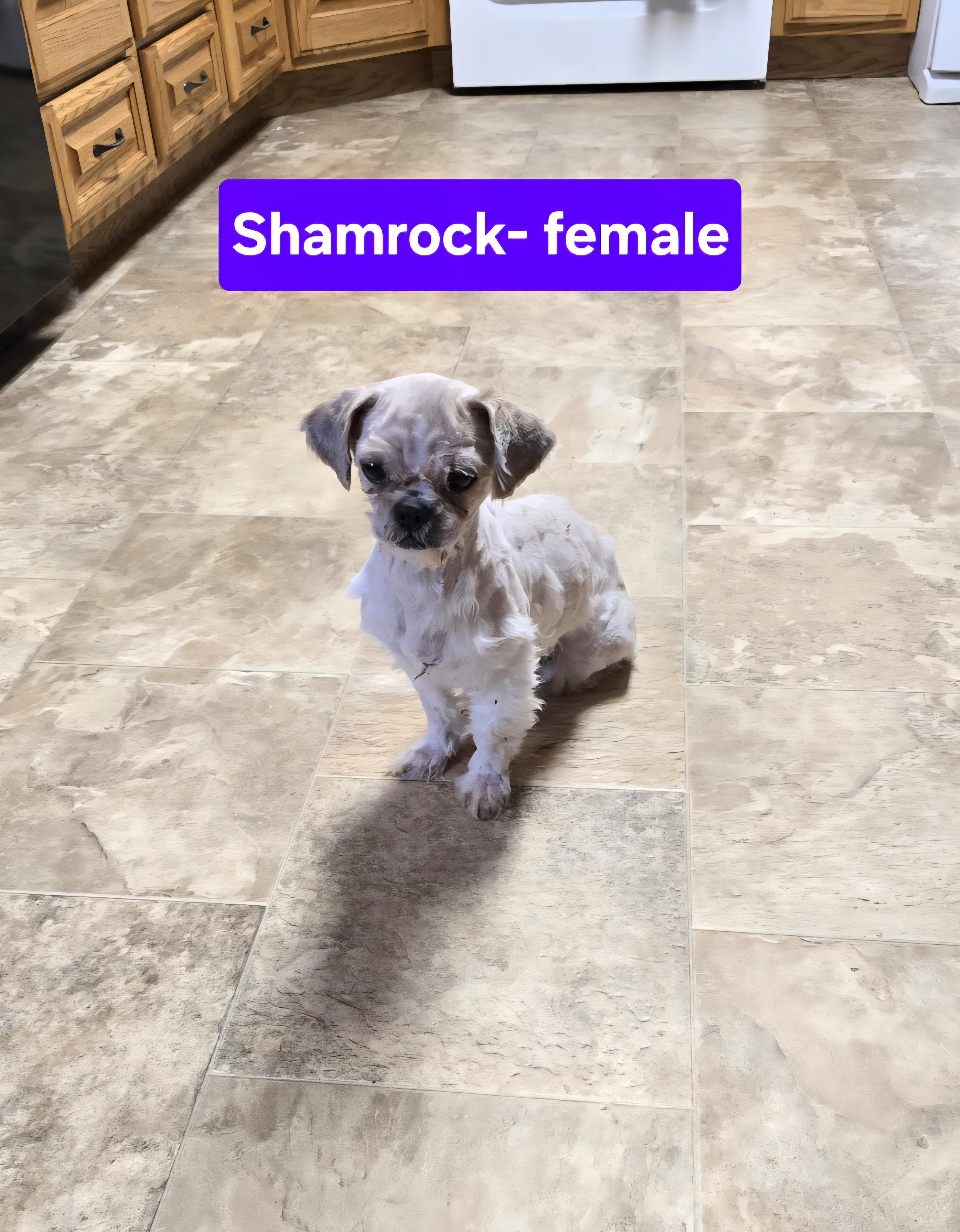 Shamrock , ADOPTABLE, Adult Female Shih Tzu.