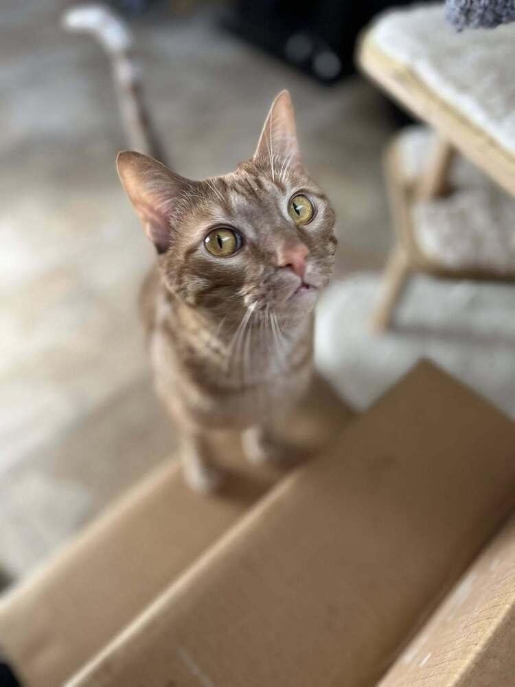 Enlarge Marty, a Adoptable mixed breed in Papillion, NE image 1/6