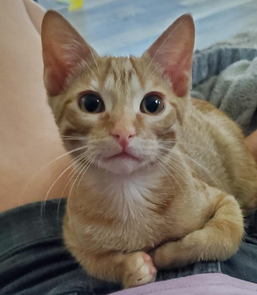 Enlarge Marty, a Adoptable mixed breed in Papillion, NE image 2/6