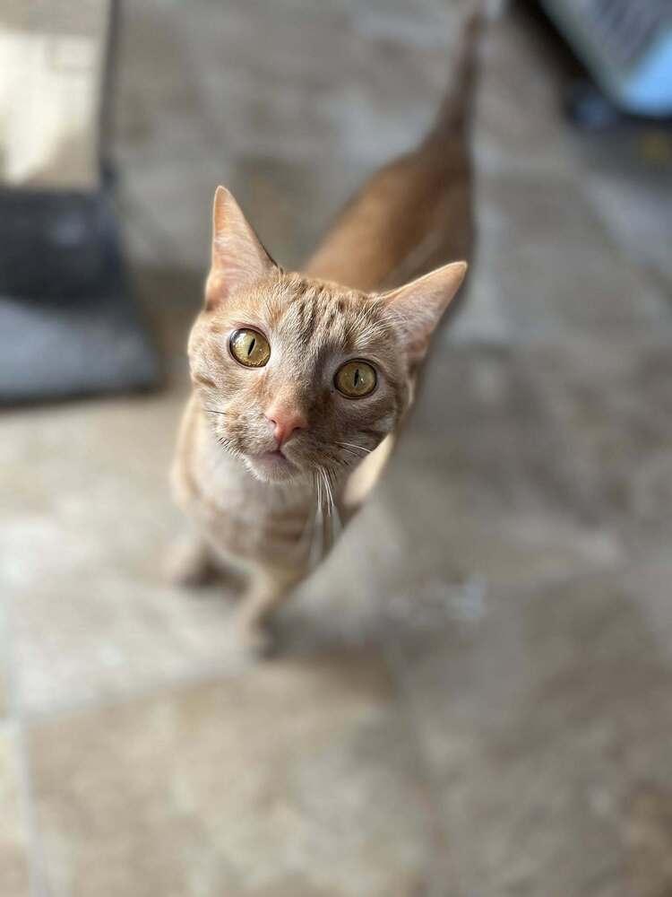 Enlarge Marty, a Adoptable mixed breed in Papillion, NE image 3/6