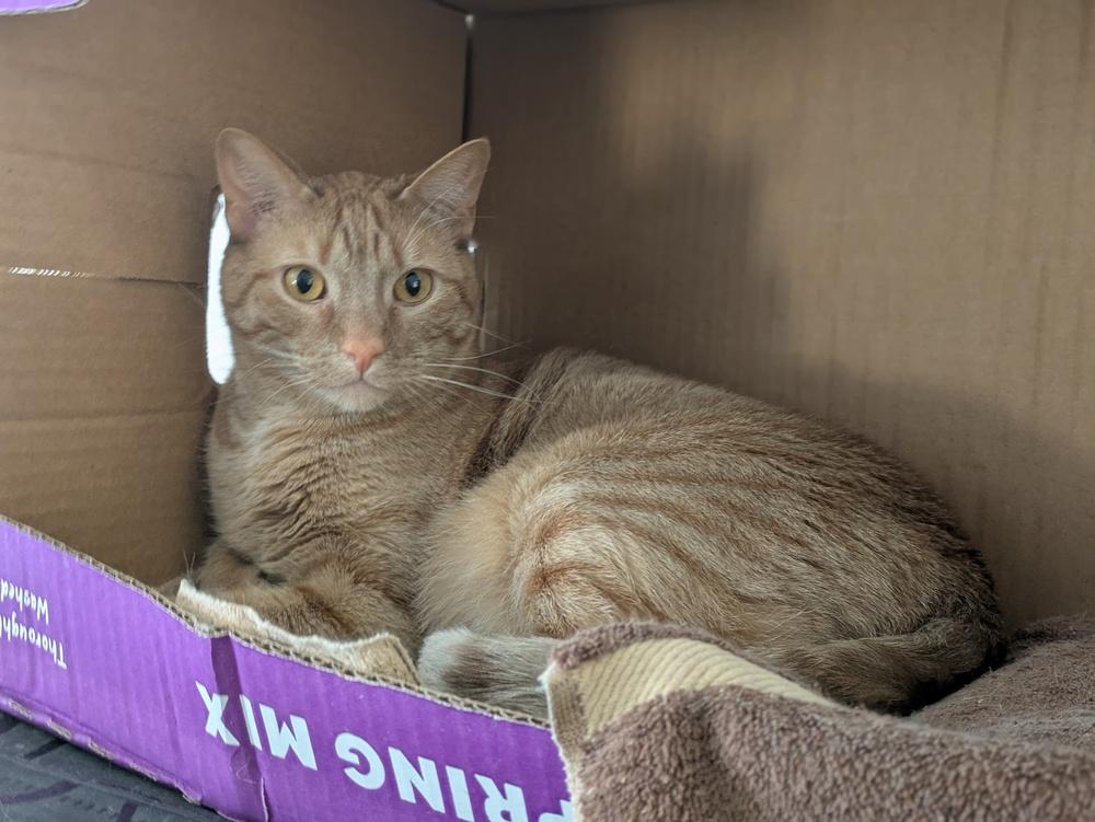 Enlarge Marty, a Adoptable mixed breed in Papillion, NE image 5/6