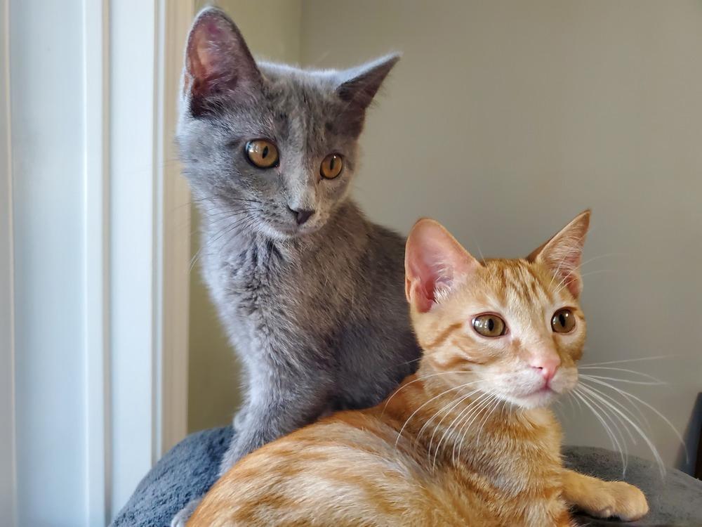 Enlarge Marty, a Adoptable mixed breed in Papillion, NE image 6/6