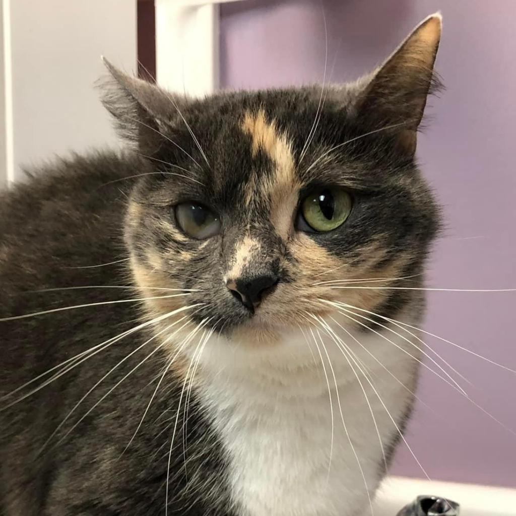 Mitzie — thumbnail 2