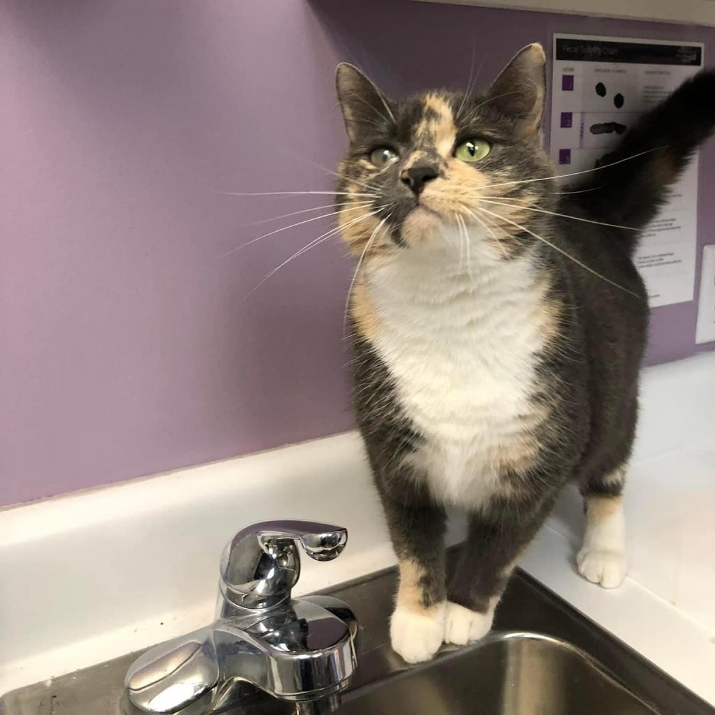 Mitzie — thumbnail 3