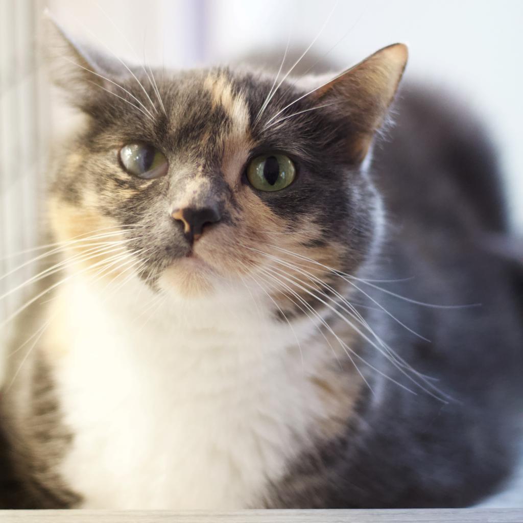 Mitzie — thumbnail 4