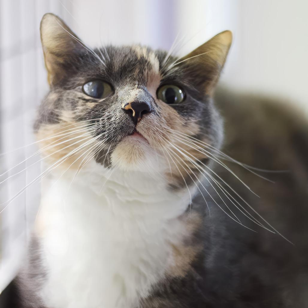 Mitzie — thumbnail 5