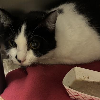Sister, Adoptable, Adult Female Domestic Short Hair & Domestic Short Hair.