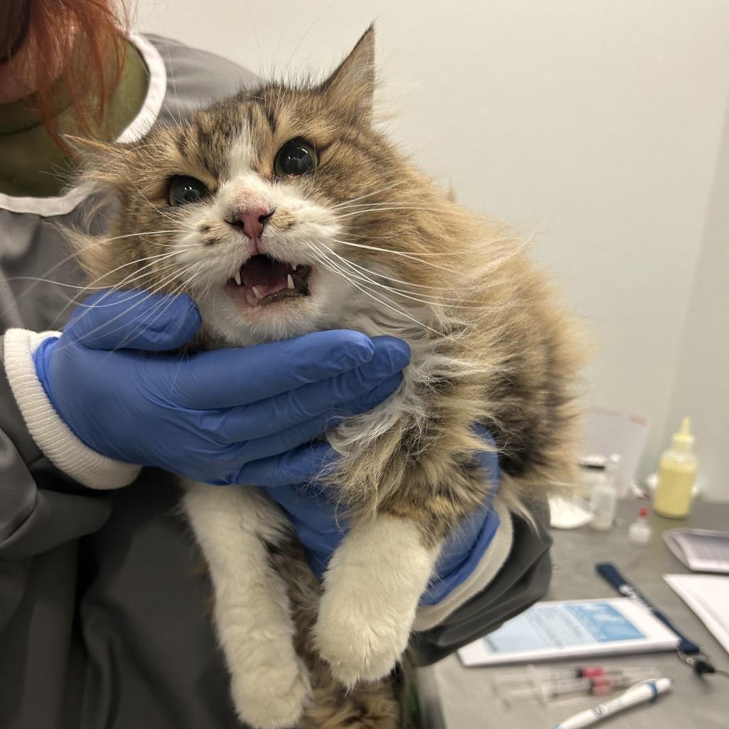 Custard Apple, a Adoptable Domestic Long Hair in Park City, UT image 1/3