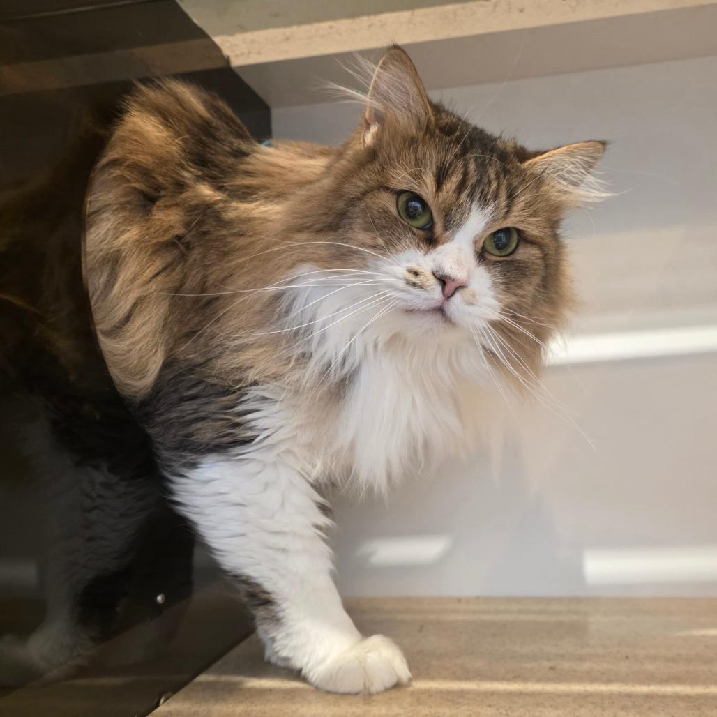 Custard Apple, a Adoptable Domestic Long Hair in Park City, UT image 2/3