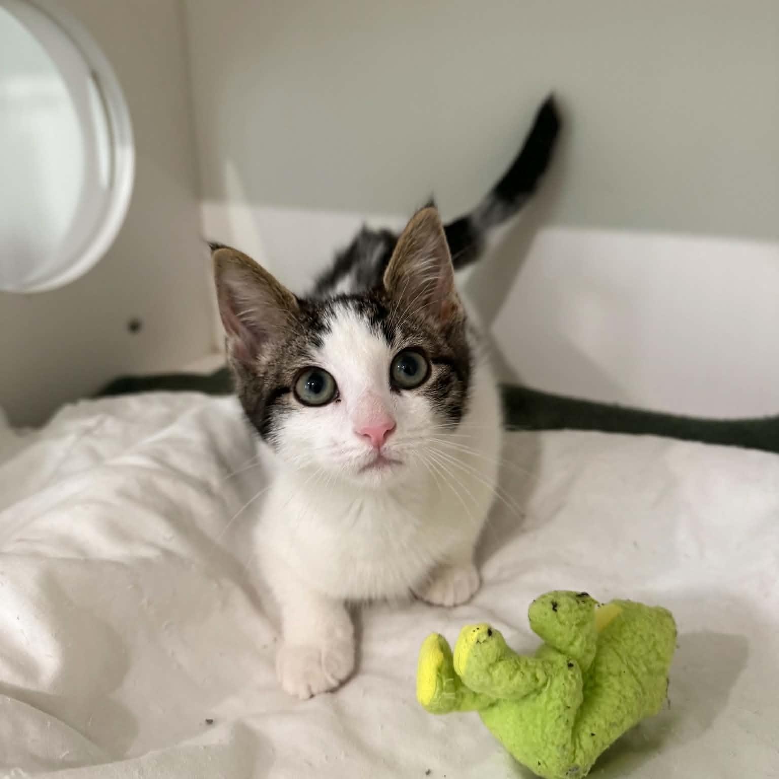 Avocado, an adopted mixed breed in Penn Yan, NY image 4/5