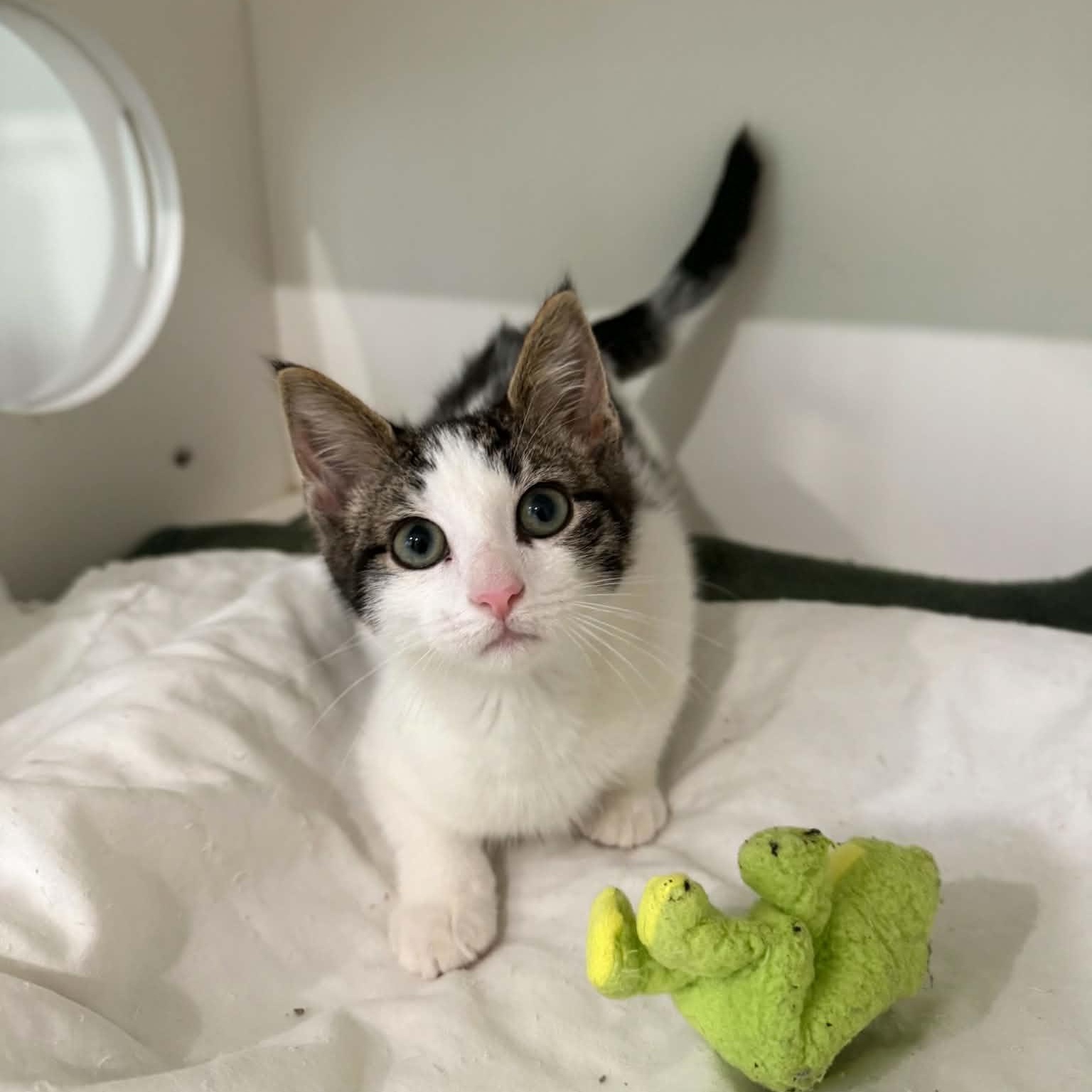 Avocado, an adopted mixed breed in Penn Yan, NY image 5/5
