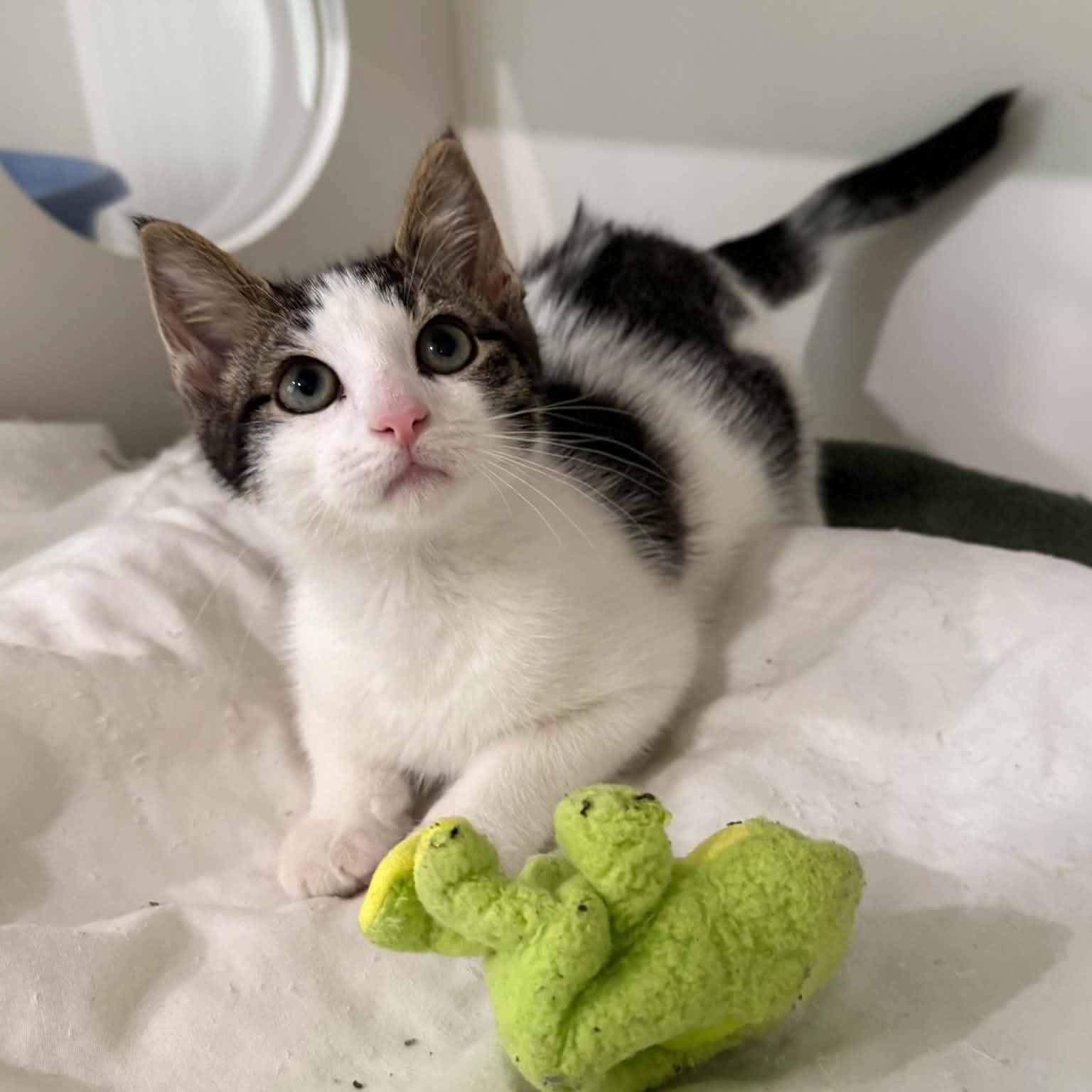 Avocado, an adopted mixed breed in Penn Yan, NY image 2/5