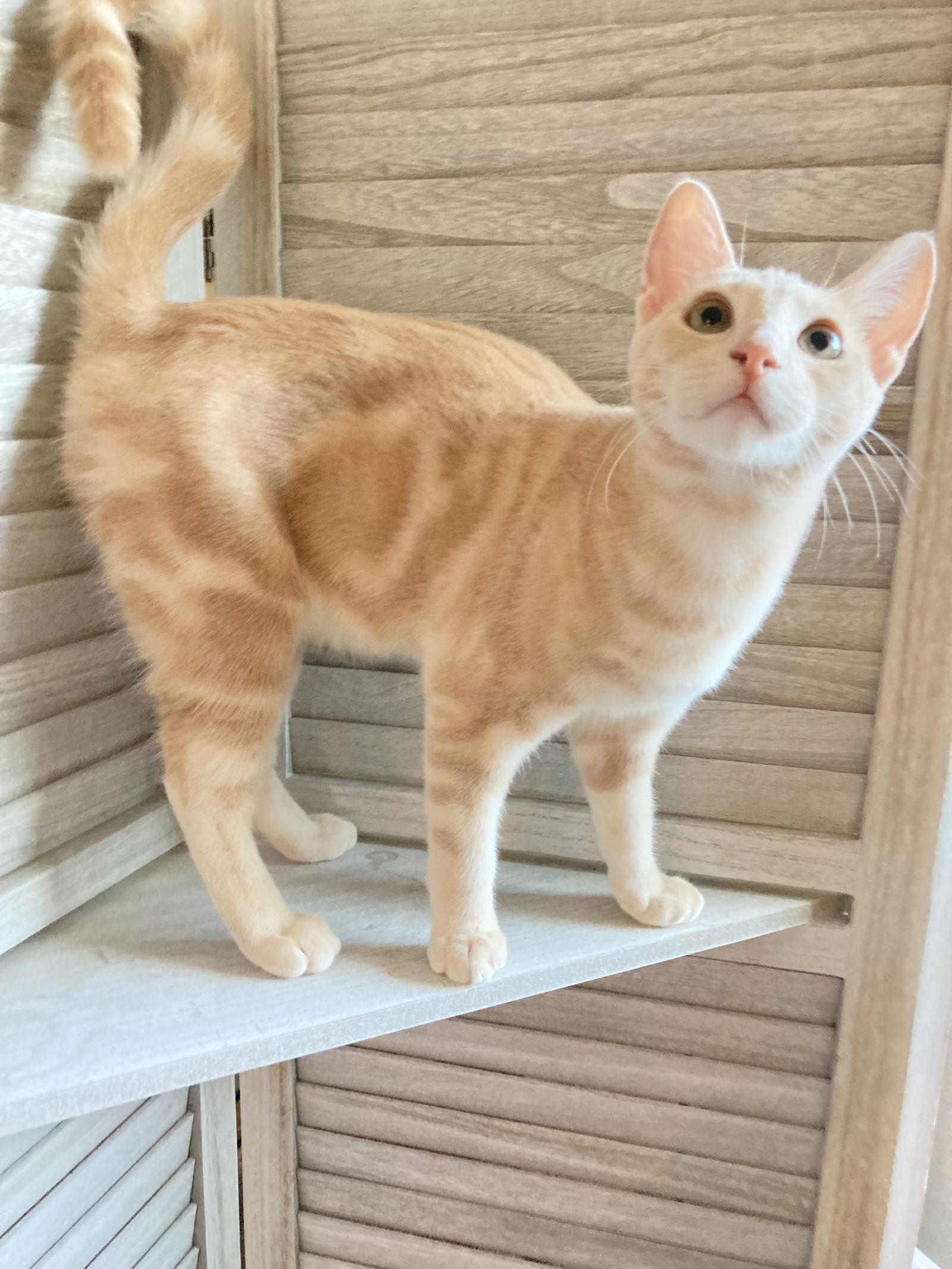 Zeke, Adoptable, Young Male Domestic Short Hair & Tabby.