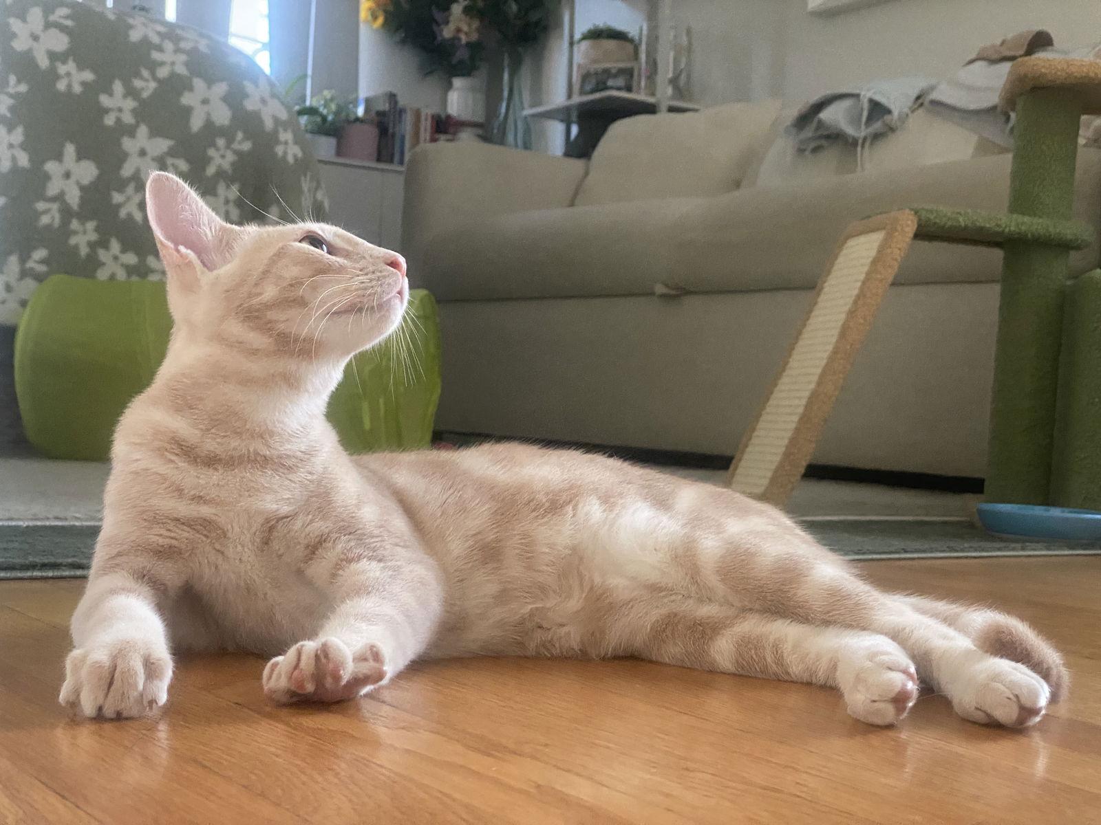 Zeke, a Adoptable mixed breed in San Diego, CA image 2/3