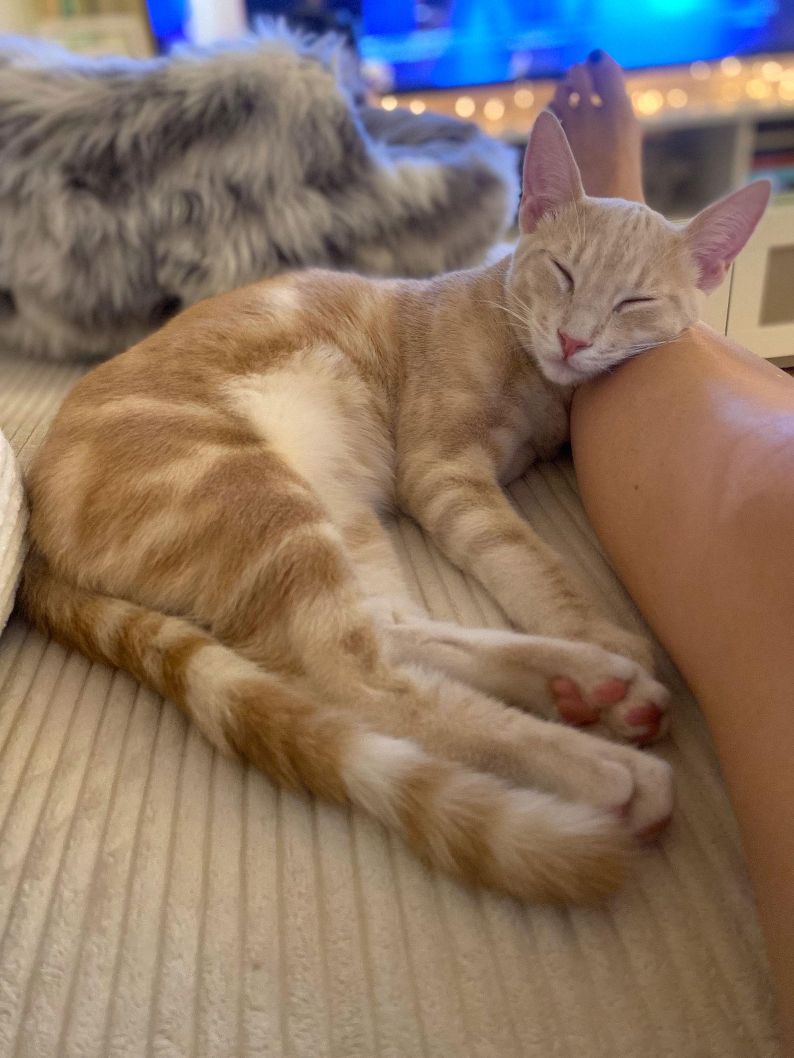 Zeke, a Adoptable mixed breed in San Diego, CA image 3/3