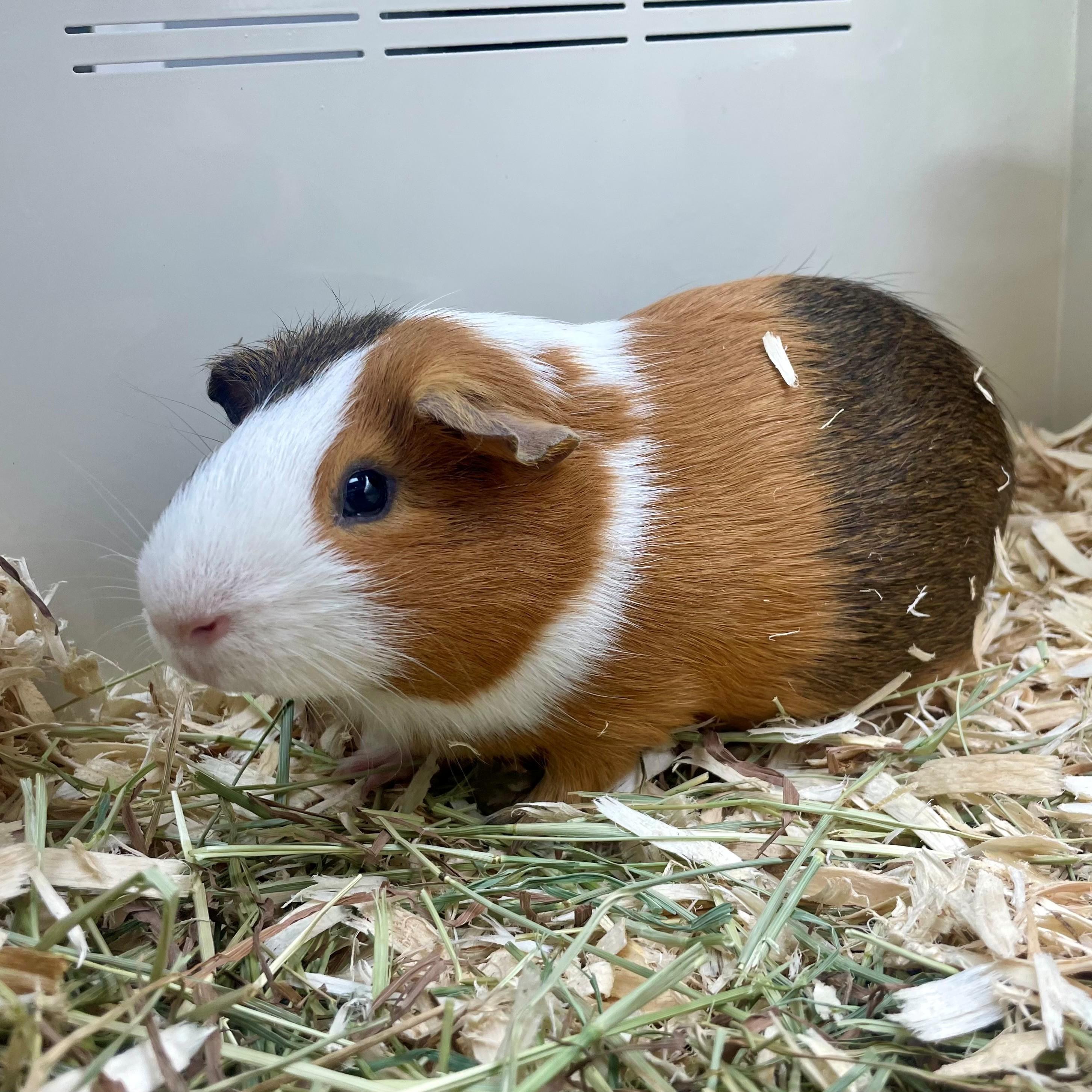 Enlarge Hobknob- #50268, a ADOPTABLE Guinea Pig in Columbia, MD image 3/5