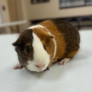 Enlarge Hobknob- #50268, a ADOPTABLE Guinea Pig in Columbia, MD image 1/5
