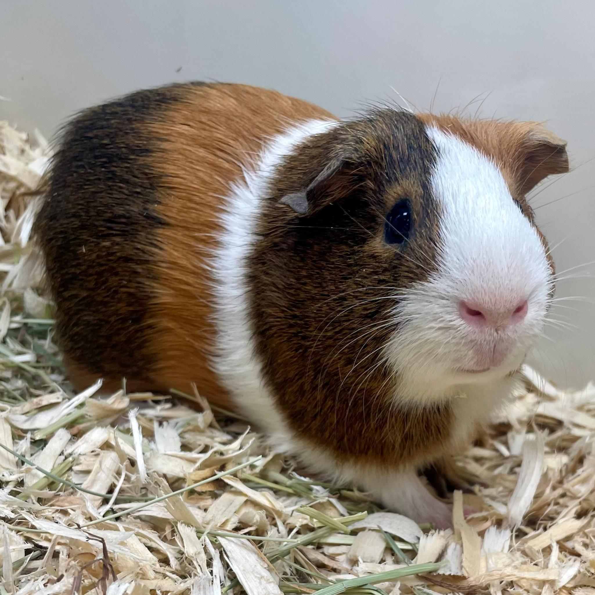 Enlarge Hobknob- #50268, a ADOPTABLE Guinea Pig in Columbia, MD image 5/5