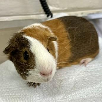 Hobknob- #50268, ADOPTABLE, Young Male Guinea Pig.