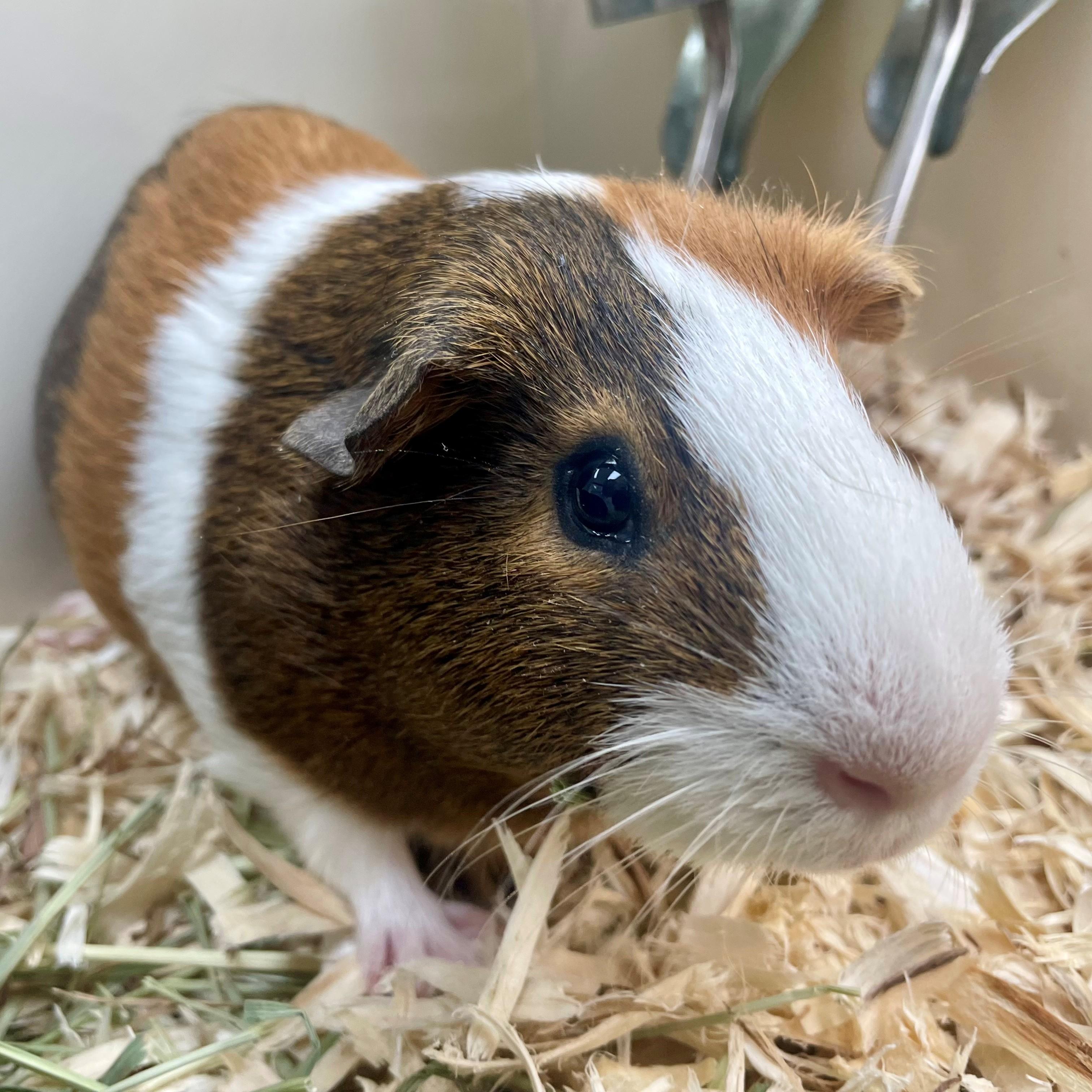 Enlarge Hobknob- #50268, a ADOPTABLE Guinea Pig in Columbia, MD image 4/5