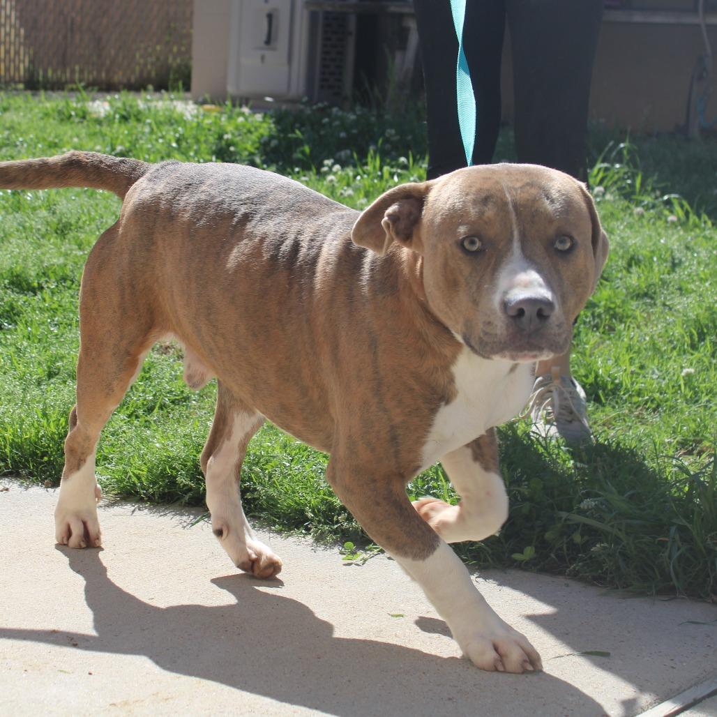 Archimedes, Adoptable, Adult Male Pit Bull Terrier.