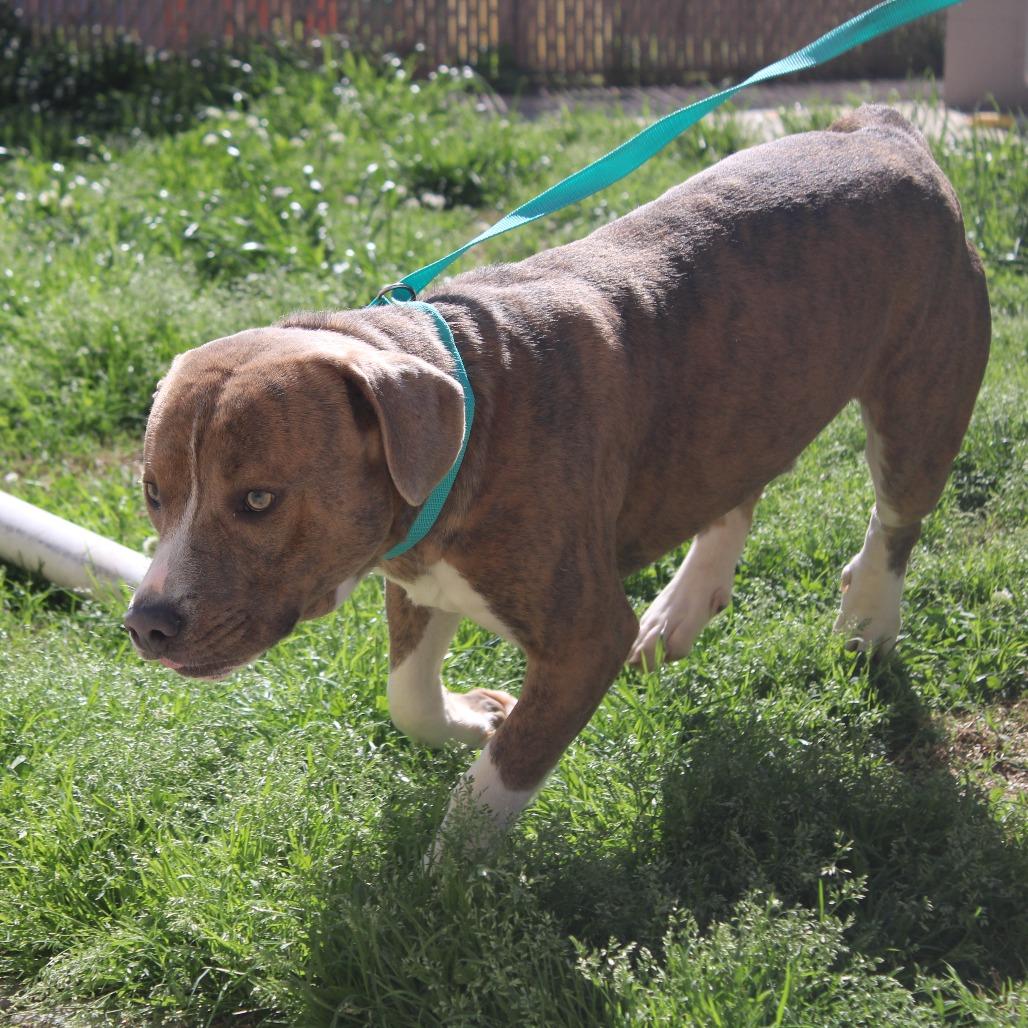 Enlarge Archimedes, a Adoptable Pit Bull Terrier in Cleveland, MS image 3/3