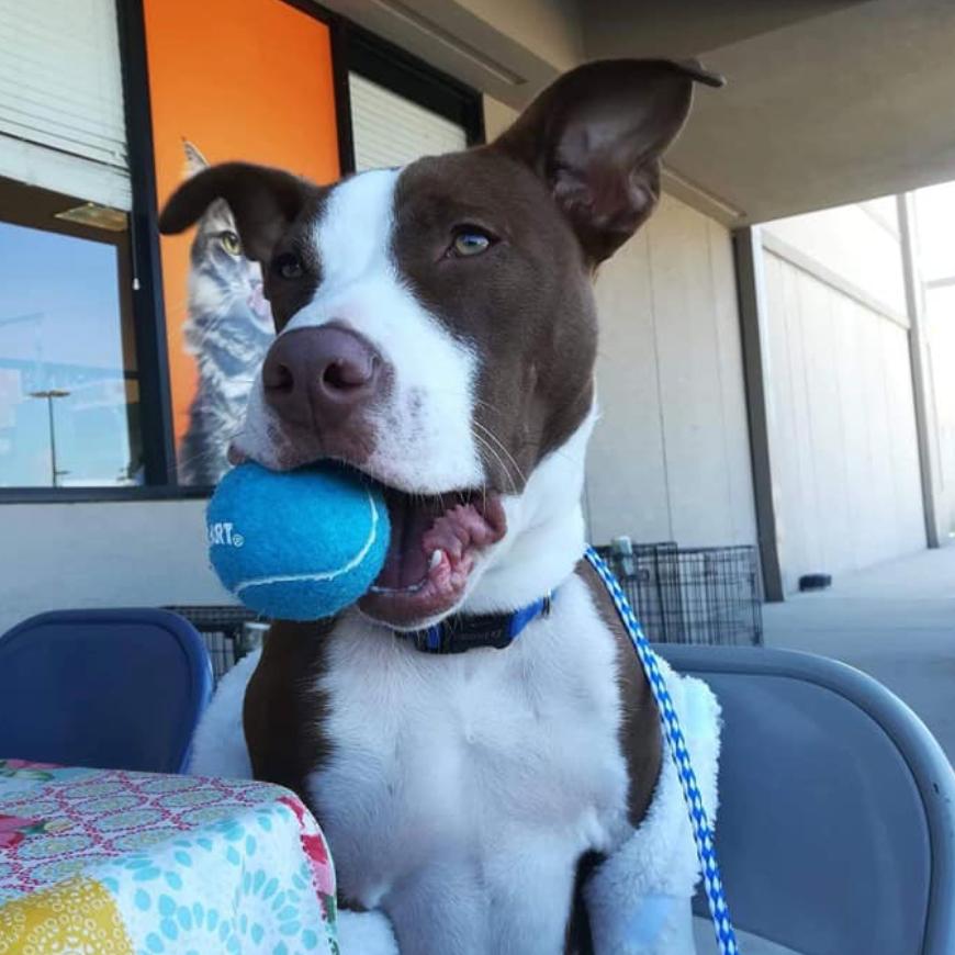 Hershey, a Adoptable Pit Bull Terrier in Waggaman, LA image 1/3
