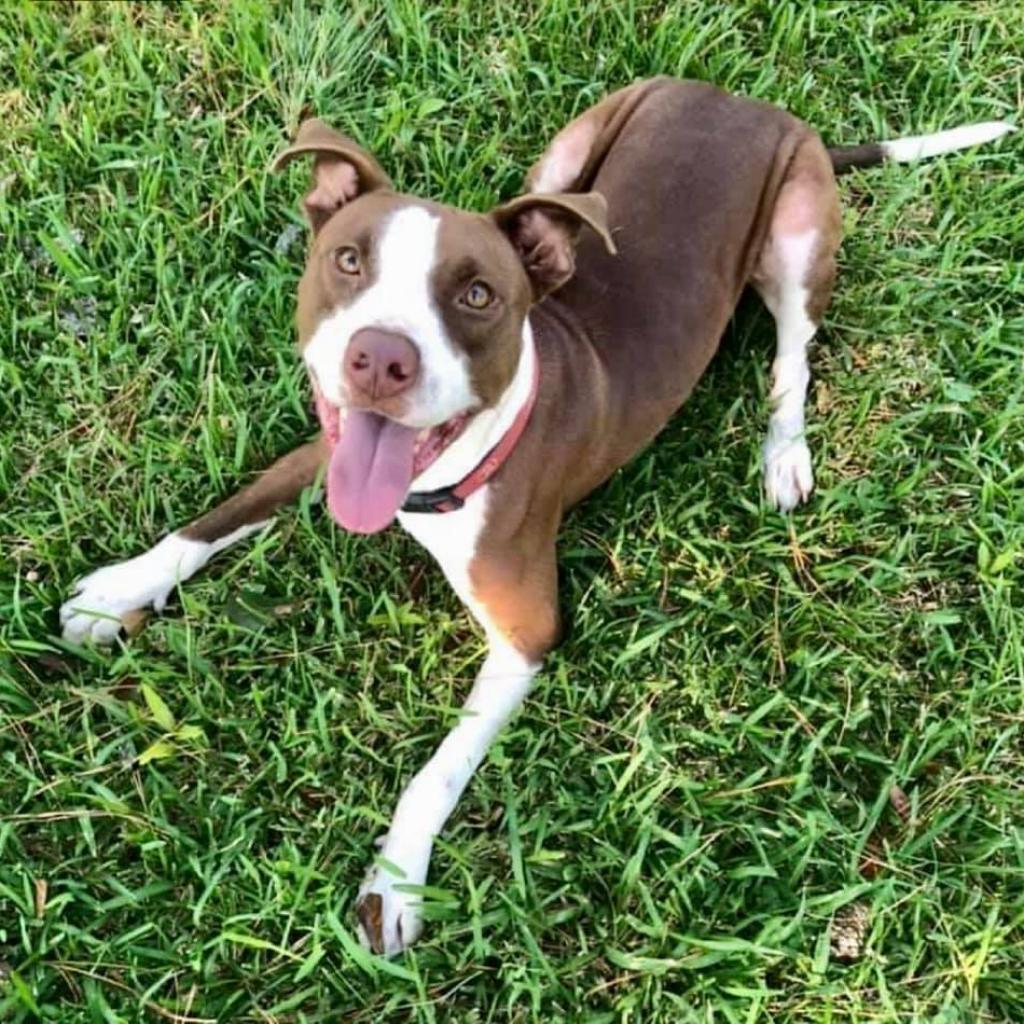 Hershey, a Adoptable Pit Bull Terrier in Waggaman, LA image 2/3