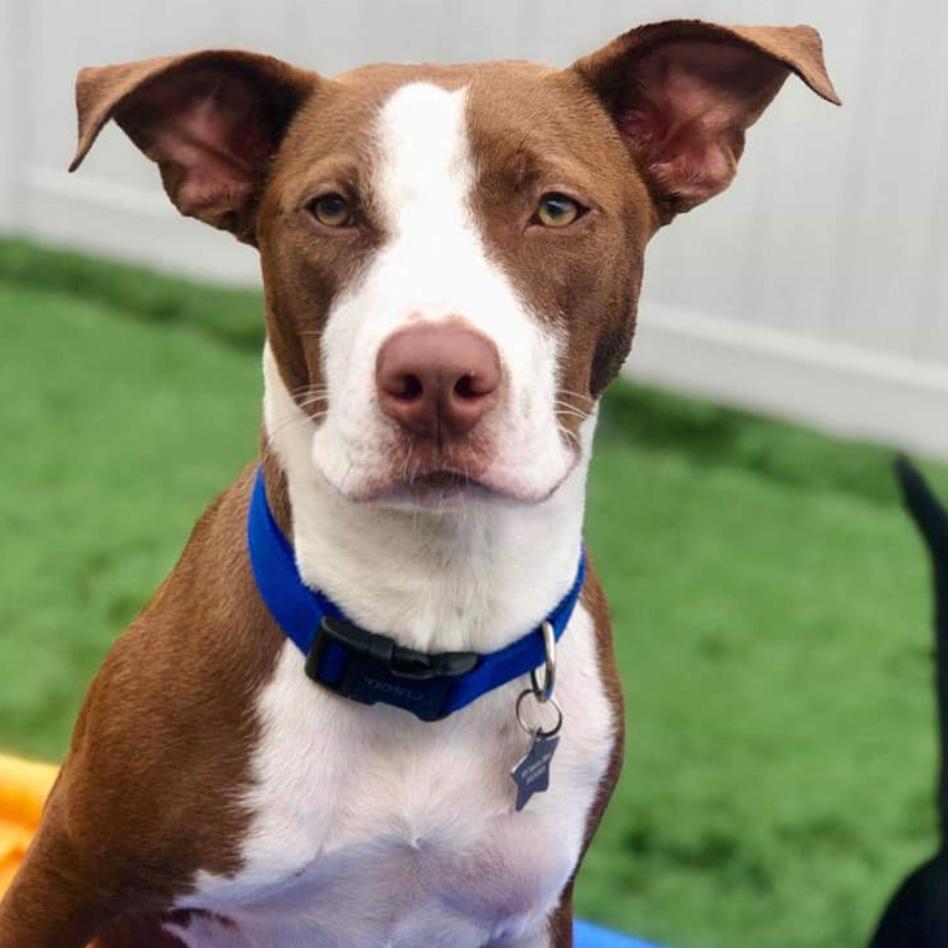 Hershey, a Adoptable Pit Bull Terrier in Waggaman, LA image 3/3