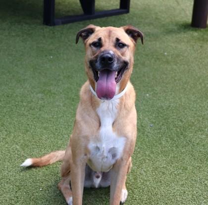 Banjo, adopted, Young Male Mixed Breed.