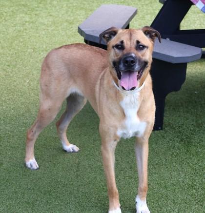Banjo, an adopted Mixed Breed in Athens, GA image 3/3