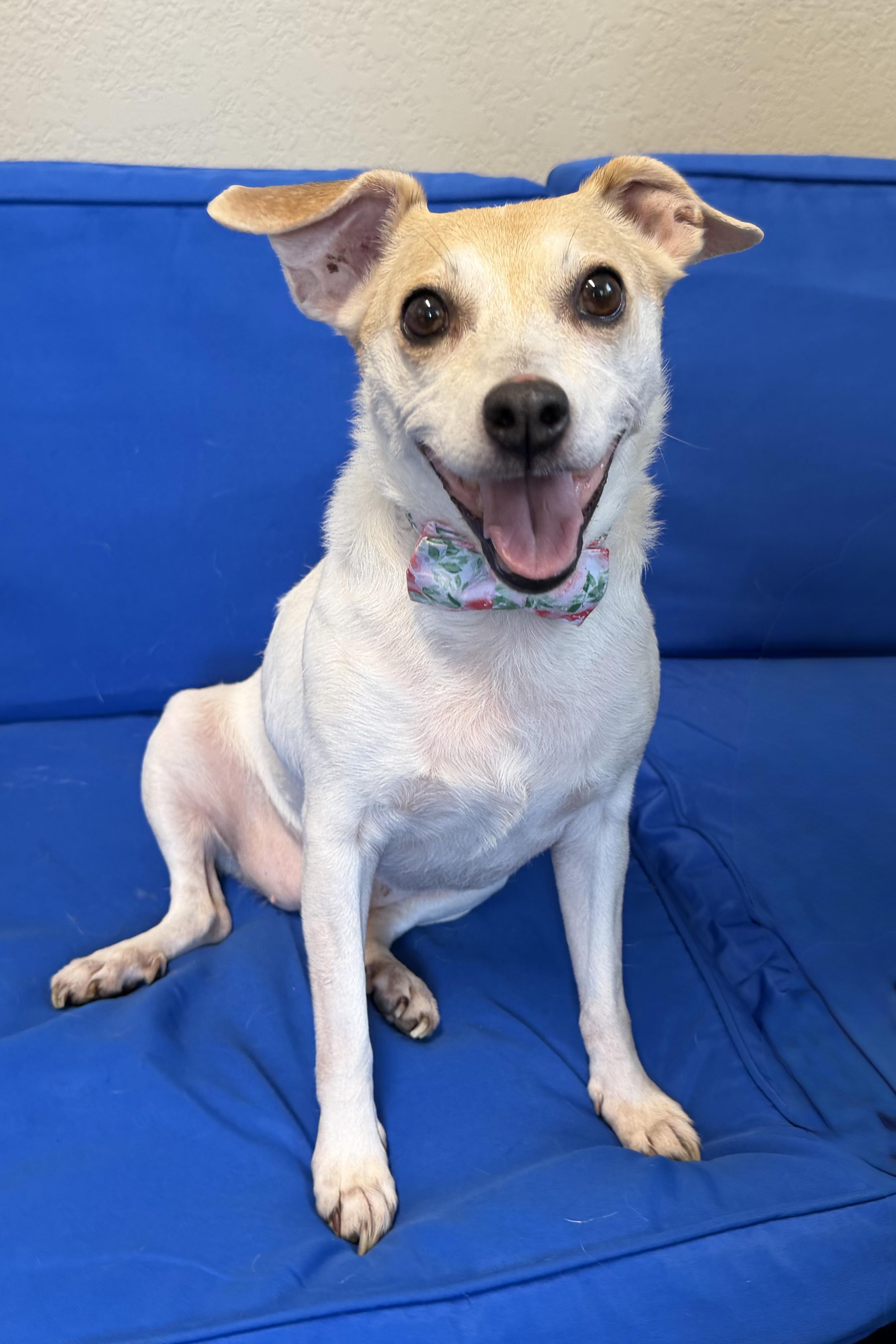 Enlarge Lilly, a Adopted Jack Russell Terrier in Plant City, FL image 1/2